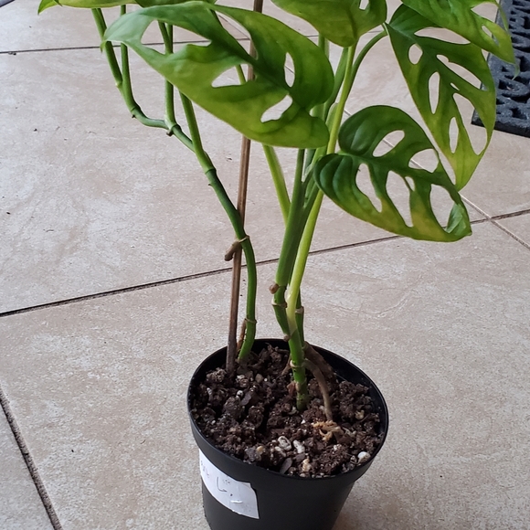 Monstera Adansonii (G) | 3" pot - Picture 5 of 10